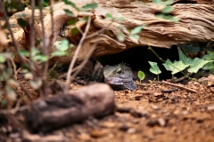 ChesterZoo12_0236