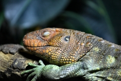 ChesterZoo12_0439