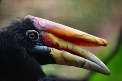 ChesterZoo12_0521