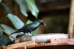 ChesterZoo12_0614