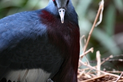ChesterZoo12_0707