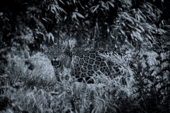 ChesterZoo12_0758