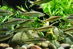 ChesterZoo12_0821