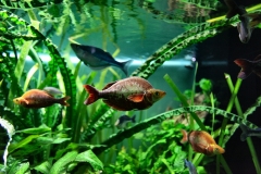 ChesterZoo12_0875