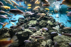 ChesterZoo12_1001