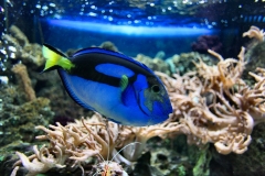 ChesterZoo12_1145