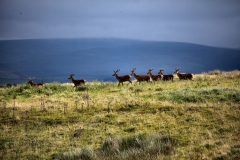 LymeParkDeerCalfWalk_0026