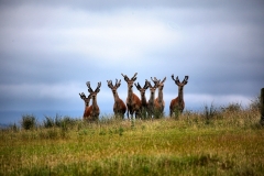 LymeParkDeerCalfWalk_0041