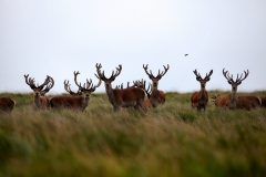 LymeParkDeerCalfWalk_0125