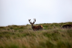 LymeParkDeerCalfWalk_0176