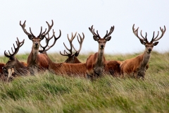 LymeParkDeerCalfWalk_0191