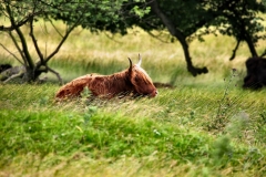 LymeParkDeerCalfWalk_0362