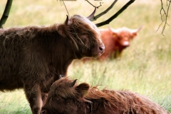 LymeParkDeerCalfWalk_0410