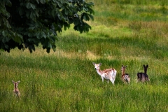 LymeParkDeerCalfWalk_0510