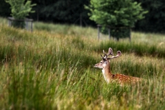 LymeParkDeerCalfWalk_0596