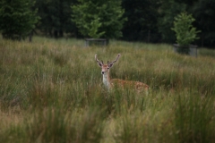 LymeParkDeerCalfWalk_0611