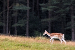 LymeParkDeerCalfWalk_0653