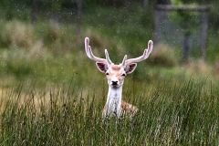 LymeParkDeerCalfWalk_0683