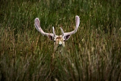 LymeParkDeerCalfWalk_0710