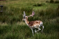 LymeParkDeerCalfWalk_0734