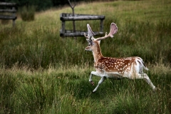 LymeParkDeerCalfWalk_0735