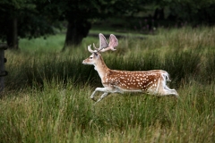 LymeParkDeerCalfWalk_0739