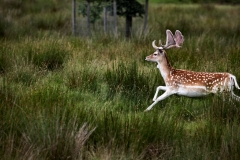 LymeParkDeerCalfWalk_0752