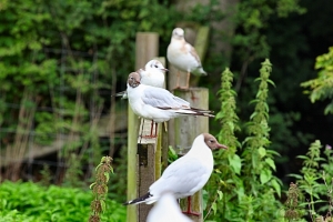 2010-07-21---Martin-Mere-7
