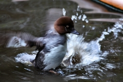 MartinMere7_0074