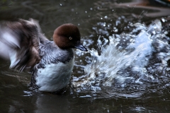 MartinMere7_0075