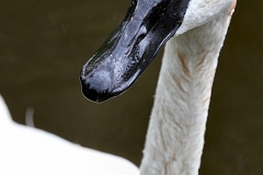 MartinMere7_0107