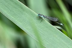 MartinMere7_0197