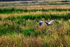 MartinMere7_0400