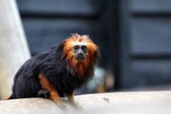 ColchesterZoo_0096