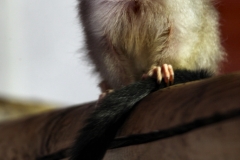 ColchesterZoo_0241