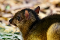 ColchesterZoo_0269
