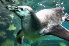 ColchesterZoo_0353
