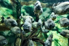 ColchesterZoo_0480