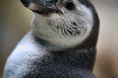 ColchesterZoo_0582
