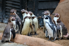 ColchesterZoo_0650