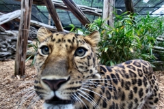 ColchesterZoo_0742