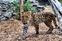 ColchesterZoo_0869