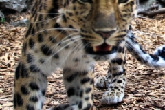 ColchesterZoo_0878