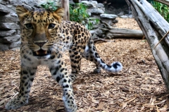 ColchesterZoo_0903
