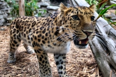 ColchesterZoo_0907