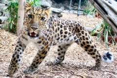 ColchesterZoo_0929