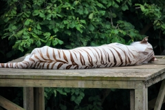 ColchesterZoo_1148
