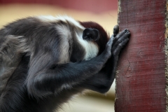 ColchesterZoo_1160