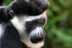 ColchesterZoo_1286