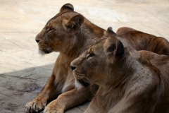 ColchesterZoo_1337